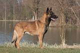 MALINOIS 1042